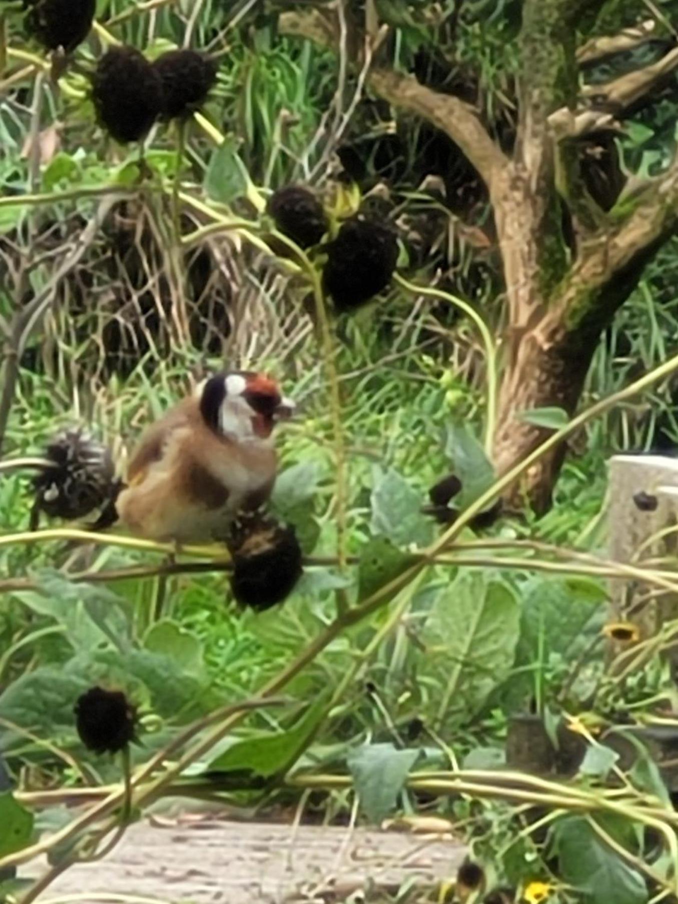 De Sprokkel Bed & Breakfast Milsbeek Bagian luar foto
